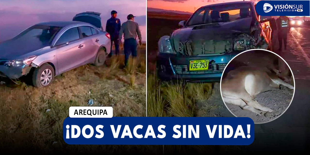 AREQUIPA: CAMIONETA IMPACTA CONTRA DOS VACAS Y MUEREN INSTANTÁNEAMENTE EN LA CARRETERA PUNO – AREQUIPA