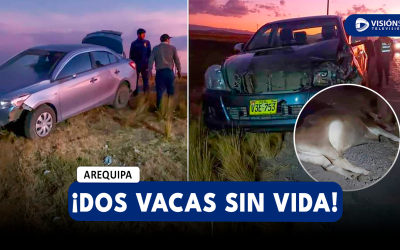 AREQUIPA: CAMIONETA IMPACTA CONTRA DOS VACAS Y MUEREN INSTANTÁNEAMENTE EN LA CARRETERA PUNO – AREQUIPA