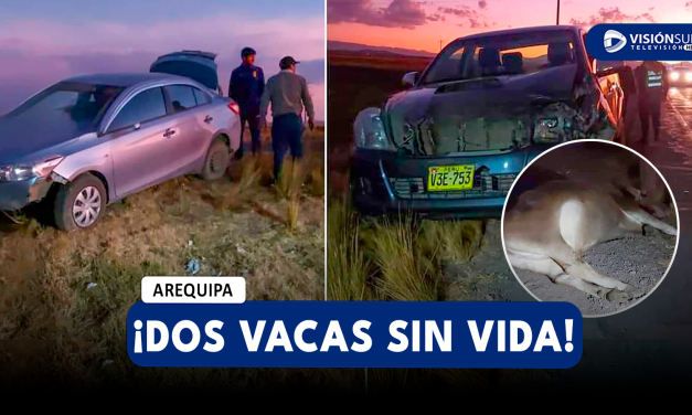 AREQUIPA: CAMIONETA IMPACTA CONTRA DOS VACAS Y MUEREN INSTANTÁNEAMENTE EN LA CARRETERA PUNO – AREQUIPA