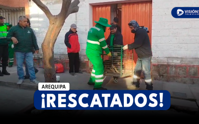 AREQUIPA: RESCATAN MÁS DE QUINCE PERRITOS CON SIGNOS EVIDENTES DE DESNUTRICIÓN EN CERRO COLORADO