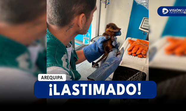 AREQUIPA: ENCUENTRAN A COATÍ EN LAS PLAYAS DE PUNTA DE BOMBÓN ENSANGRENTADO