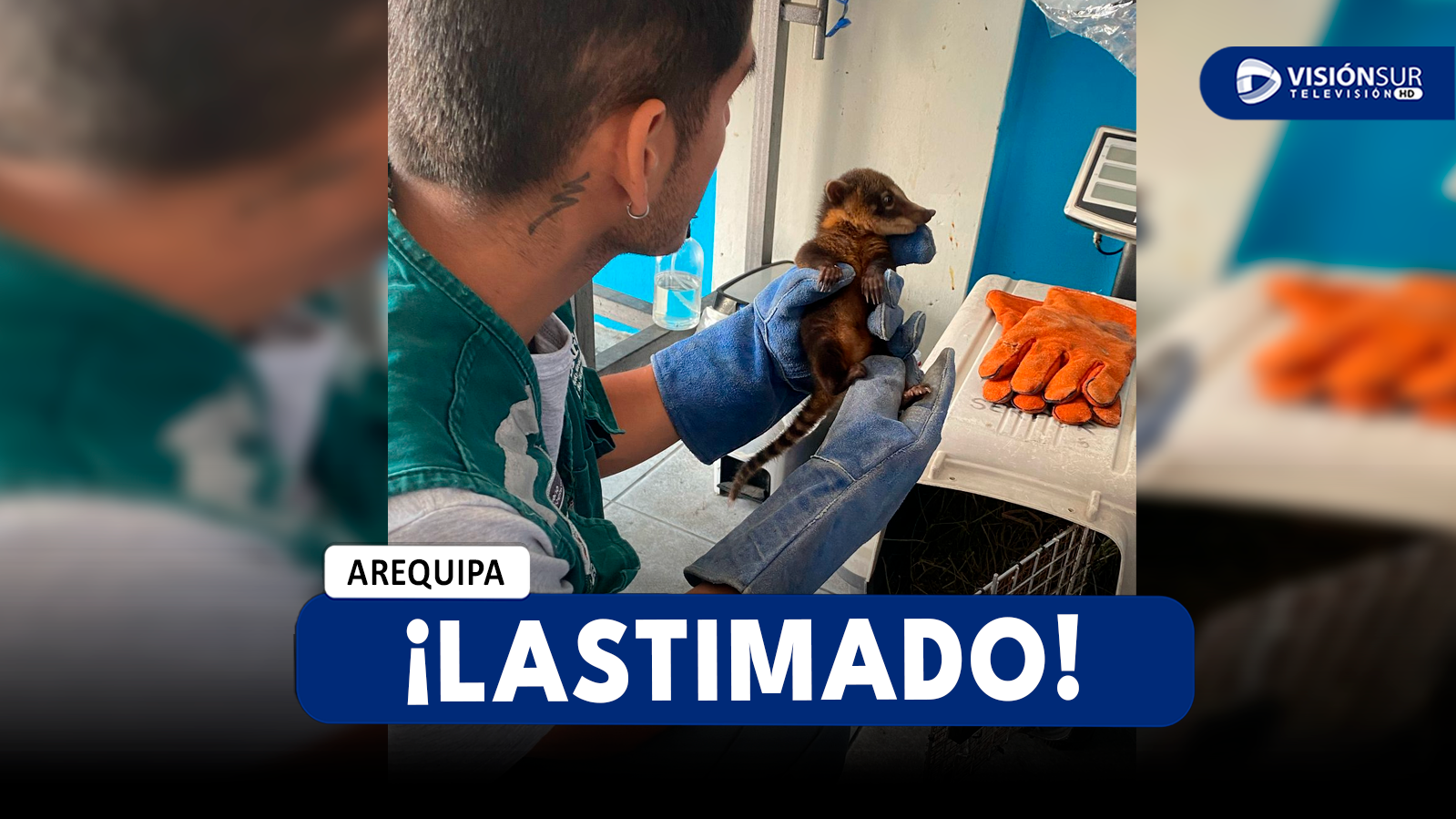 AREQUIPA: ENCUENTRAN A COATÍ EN LAS PLAYAS DE PUNTA DE BOMBÓN ENSANGRENTADO