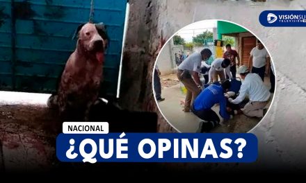 NACIONAL: PERRO PITBULL ATACA BRUTALMENTE A DELINCUENTE QUE INGRESÓ A LA VIVIENDA DE SUS DUEÑOS