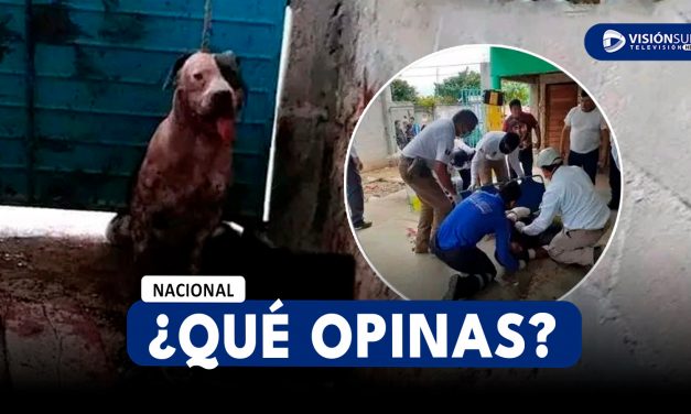 NACIONAL: PERRO PITBULL ATACA BRUTALMENTE A DELINCUENTE QUE INGRESÓ A LA VIVIENDA DE SUS DUEÑOS