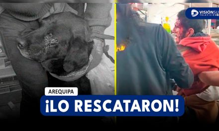 AREQUIPA: COMERCIANTES DEL MERCADO SAN CAMILO RESCATAN A PERRITO QUE ERA MALTRATADO POR EXTRANJERO
