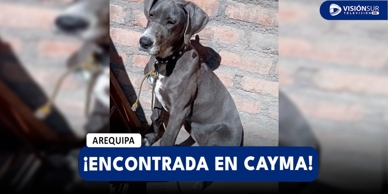 AREQUIPA: VECINA DE CAYMA PIDE AYUDA PARA ENCONTRAR A LOS DUEÑOS DE PERRITA PERDIDA