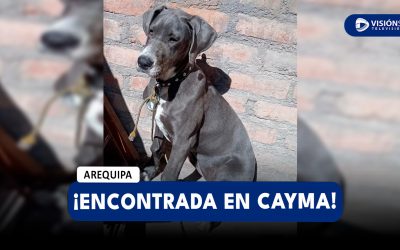AREQUIPA: VECINA DE CAYMA PIDE AYUDA PARA ENCONTRAR A LOS DUEÑOS DE PERRITA PERDIDA