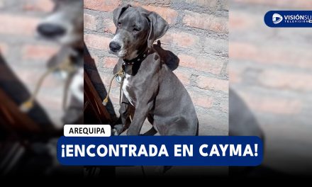 AREQUIPA: VECINA DE CAYMA PIDE AYUDA PARA ENCONTRAR A LOS DUEÑOS DE PERRITA PERDIDA