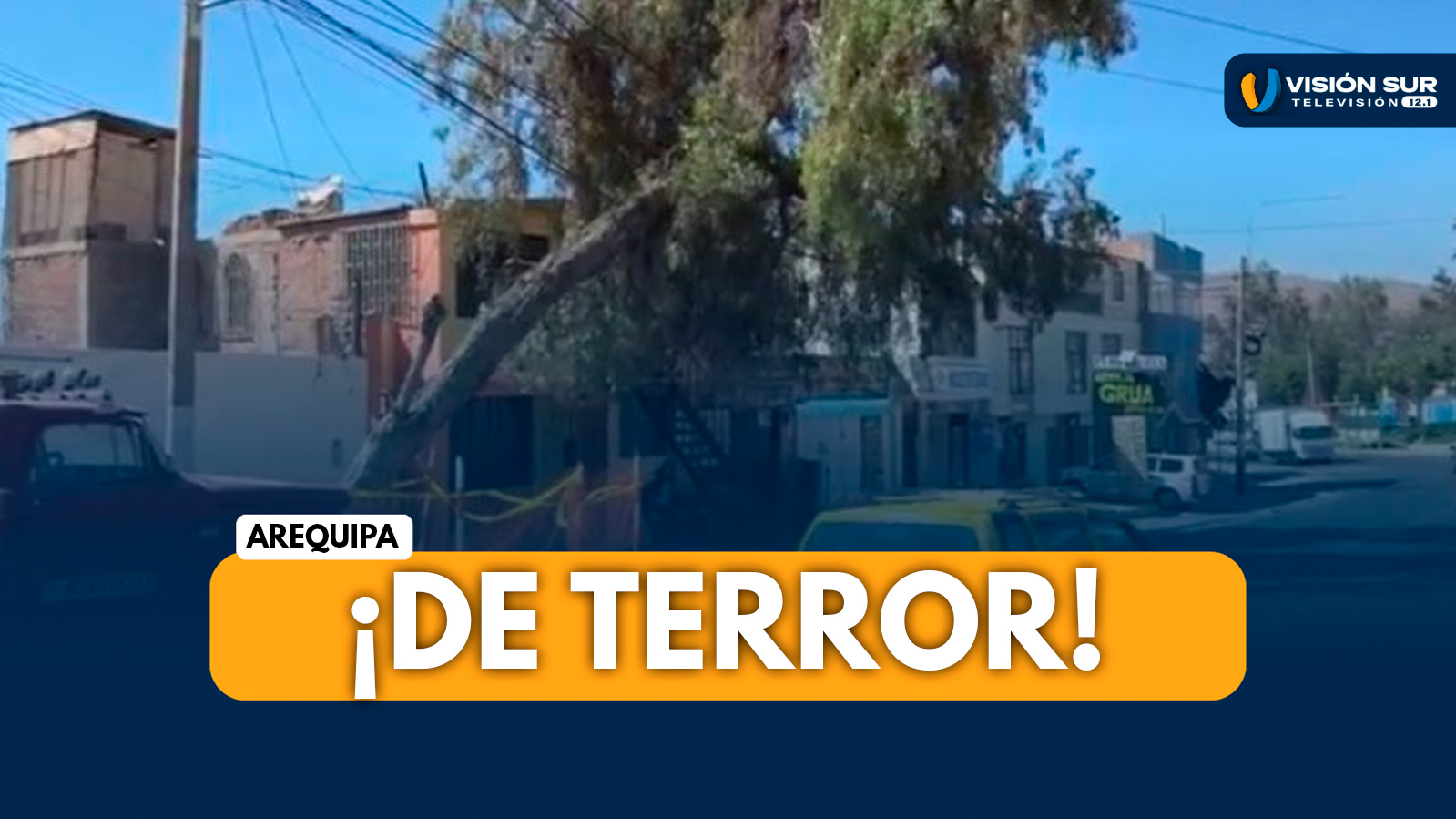 AREQUIPA: VECINOS DE SOCABAYA PIDEN SACAR ÁRBOL QUE ESTARÍA SOSTENIÉNDOSE CON CABLES DE LUZ