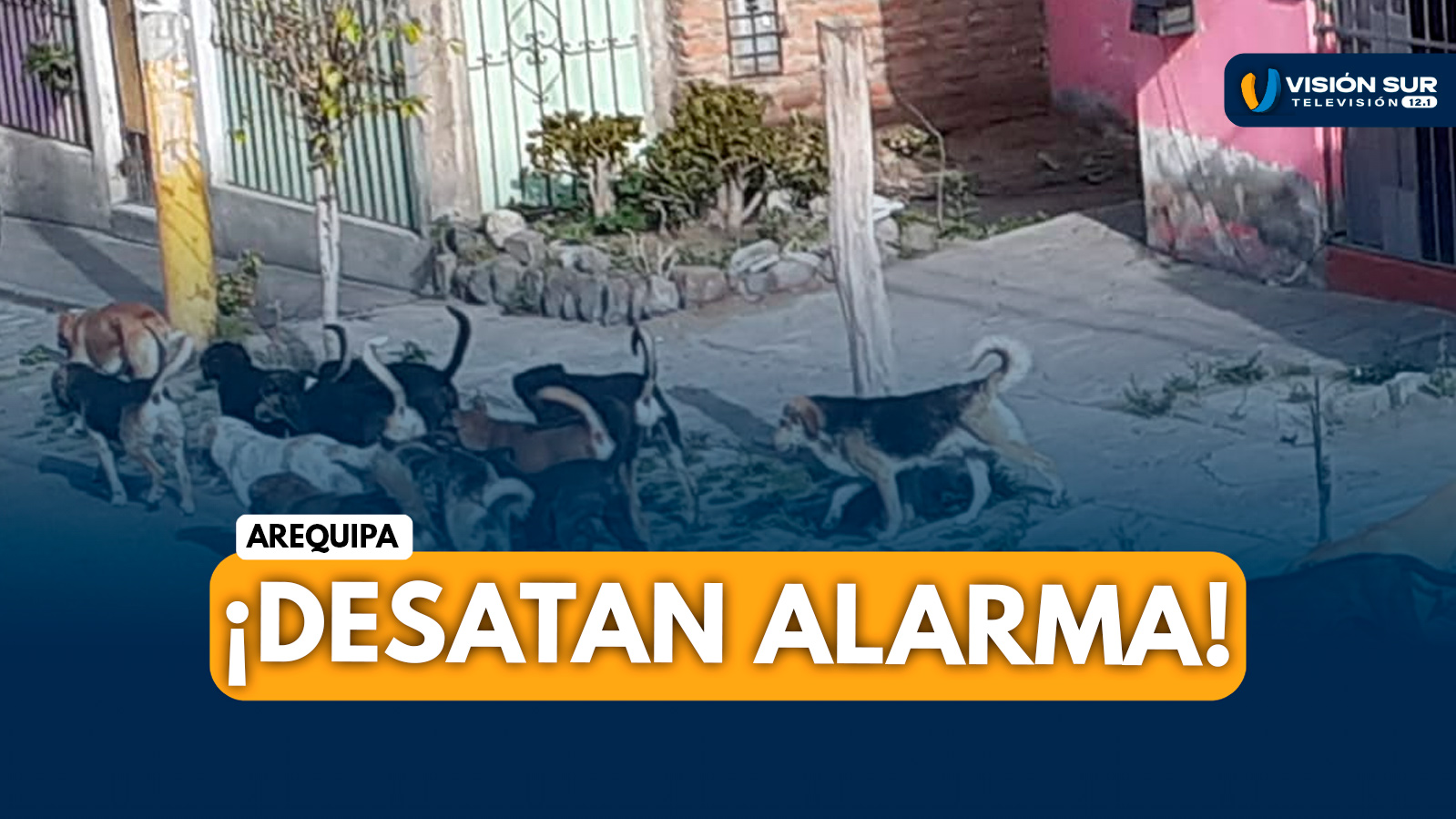 AREQUIPA: MÁS DE 6,600 ATAQUES DE PERROS DESATAN ALARMA Y FISCALÍA INTERVENDRÁ MUNICIPALIDADES