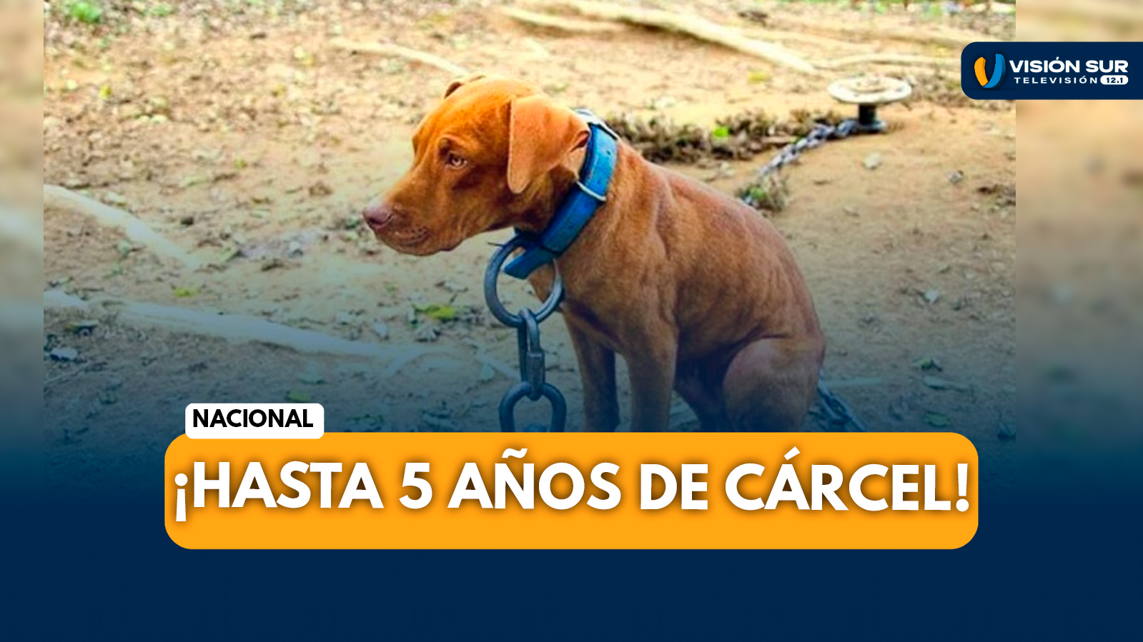 NACIONAL: HASTA 5 AÑOS DE CÁRCEL POR AGRESIÓN O ABANDONO ANIMAL