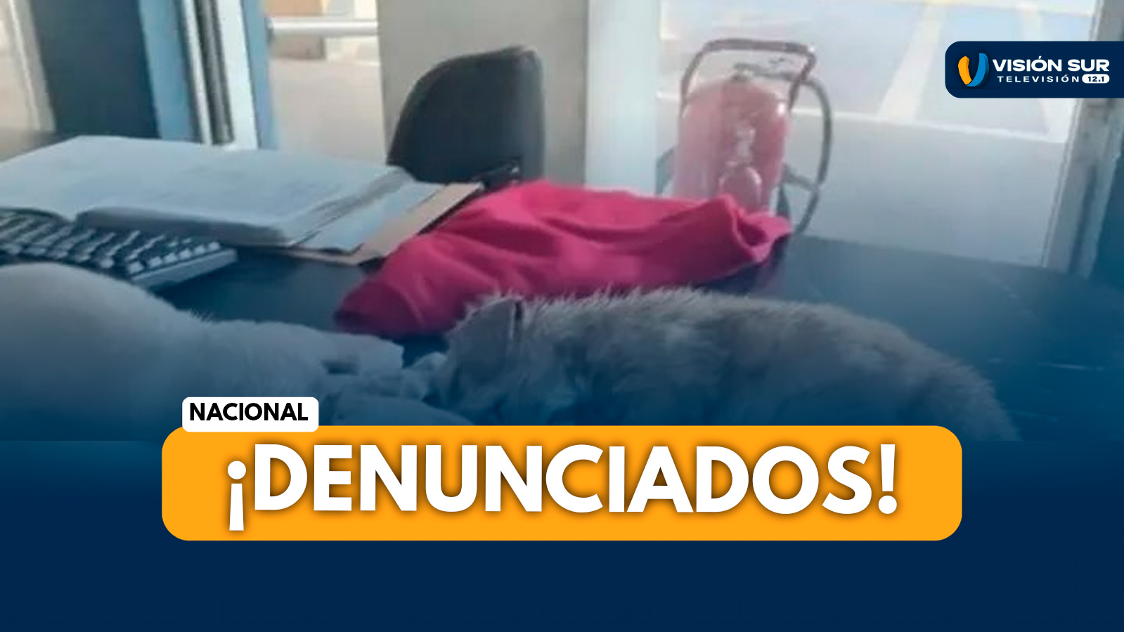 NACIONAL: CACHORROS MUEREN TRAS SER TRANSPORTADOS EN BODEGA DE BUS DE LA EMPRESA EPPO