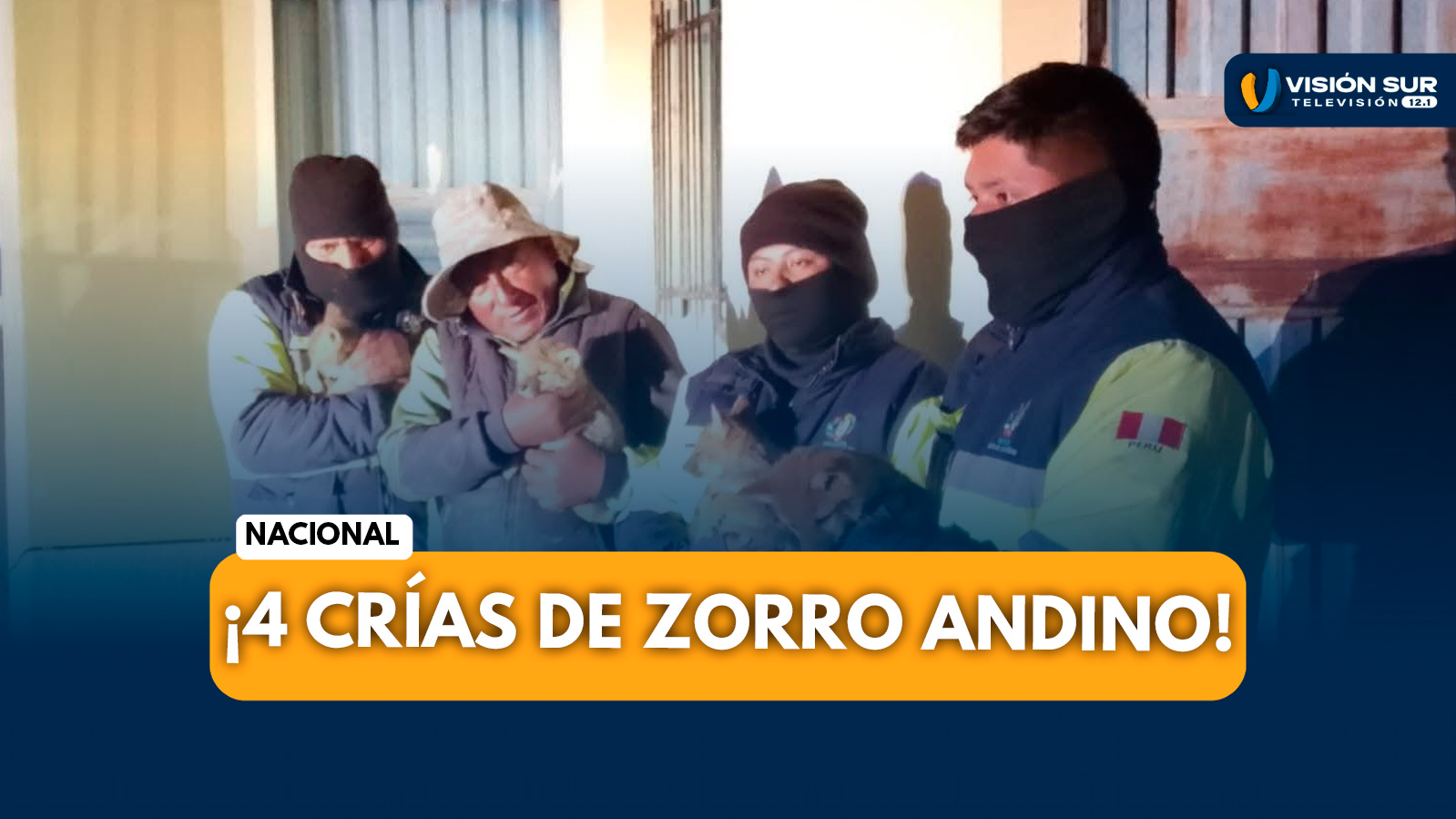 NACIONAL: HALLAN CUATRO CRÍAS DE ZORRO ANDINO BAJO UN CORRAL EN ILAVE DURANTE NAVIDAD