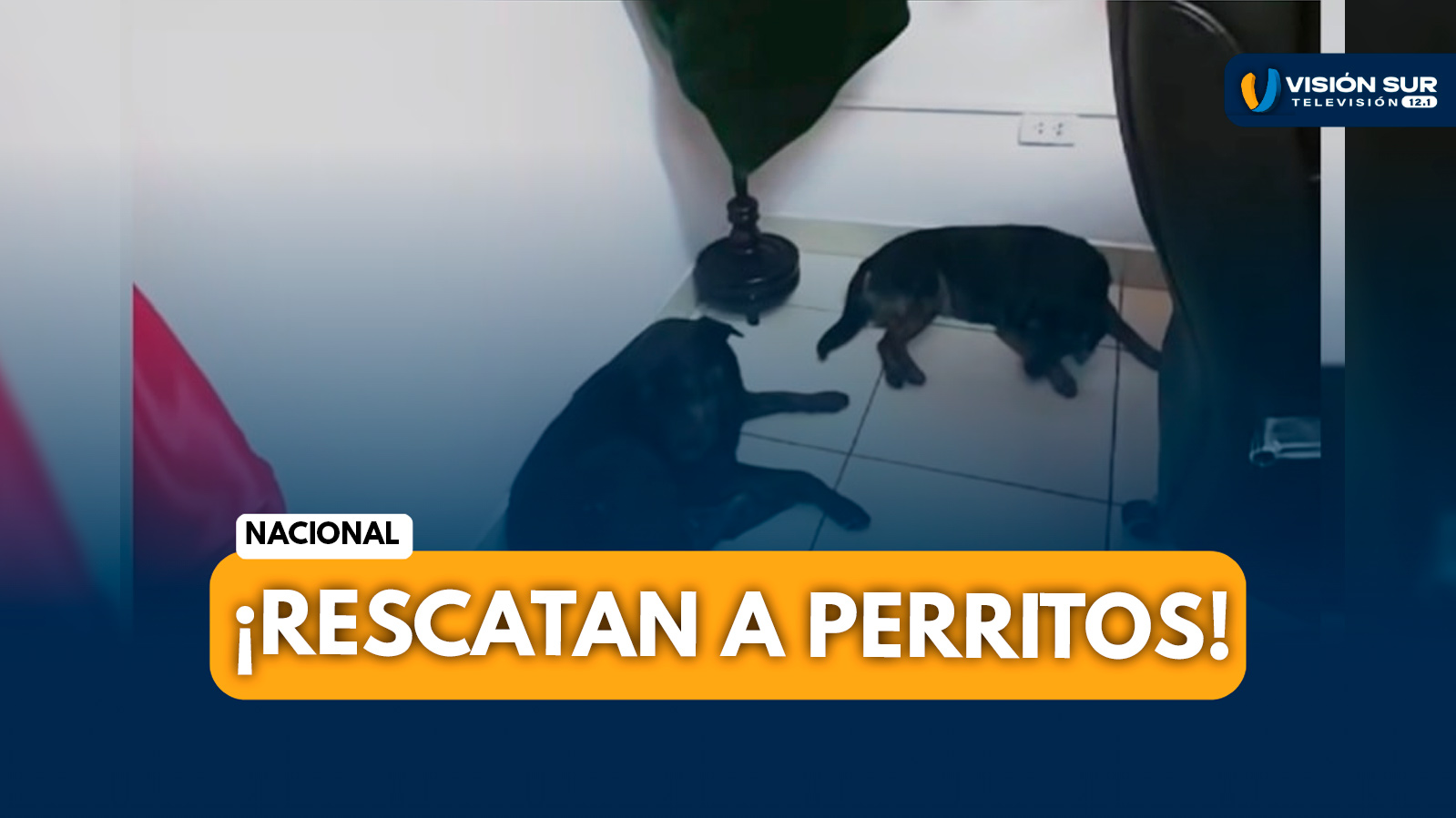 NACIONAL: COMANDANTE PNP RESCATA Y PROTEGE A PERRITOS ABANDONADOS EN COMISARÍA DE ICA