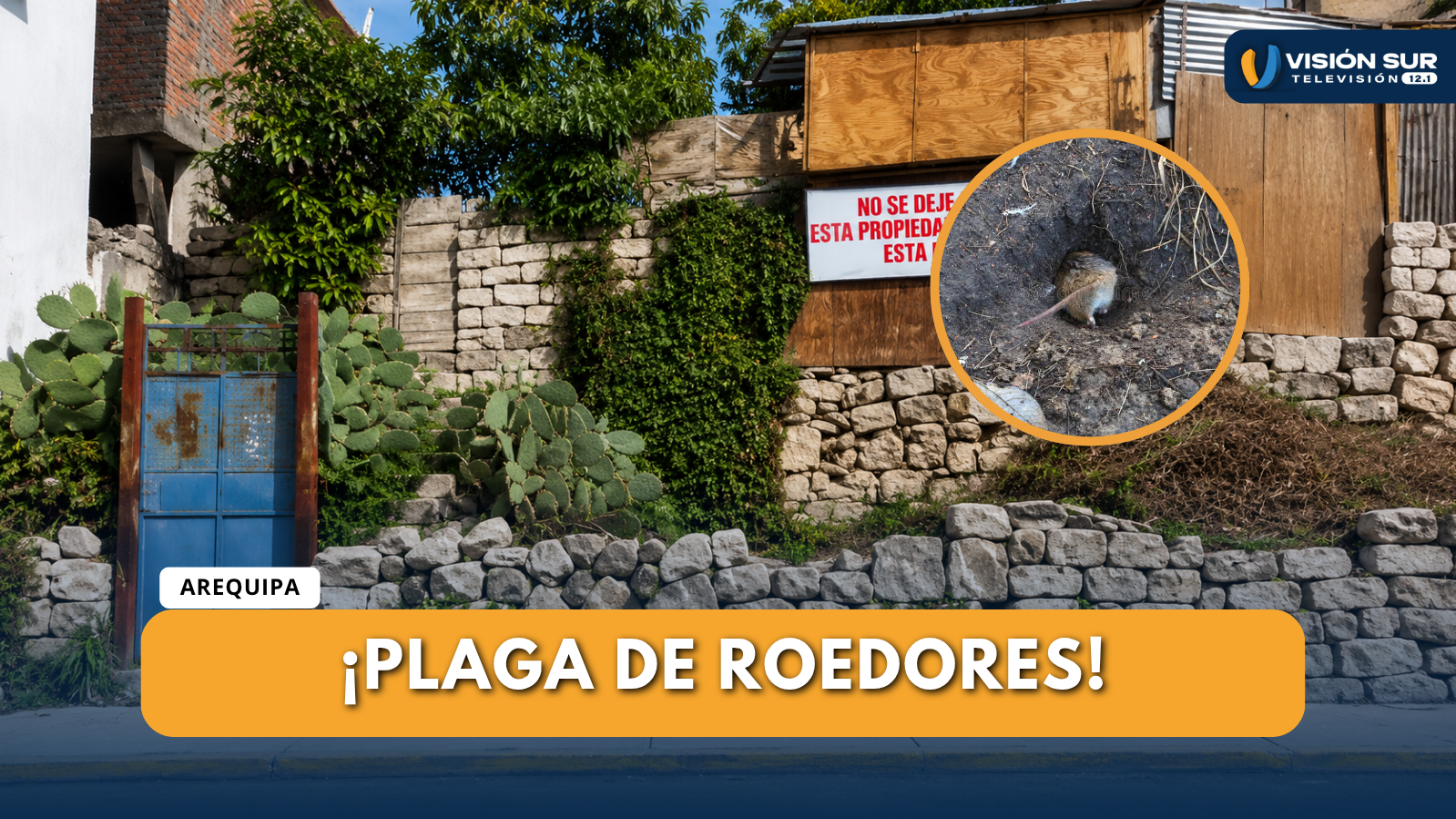 VECINOS EXIGEN ACCIONES URGENTES ANTE PLAGA DE RATAS EN INGRESO A URB. VIRGEN DEL ROSARIO Y QUINTA DEL SOL